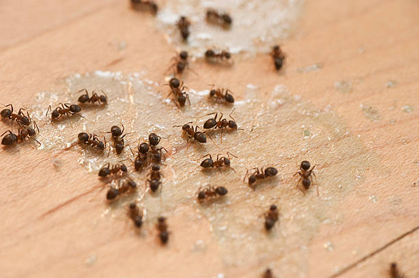 Best Mosquito Control Services  in Minnehaha, WA