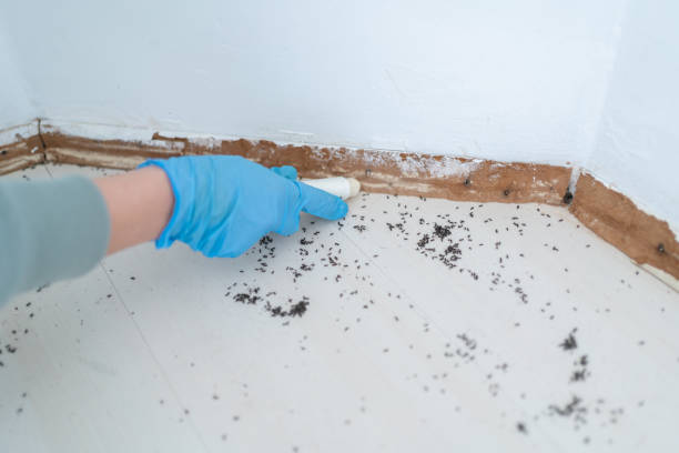 Best Affordable Pest Control Services  in Minnehaha, WA